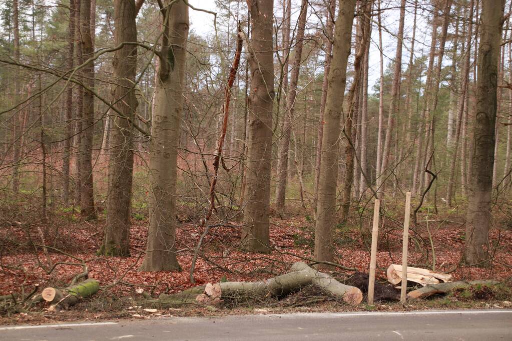Verkeershinder door afgebroken stuk boom