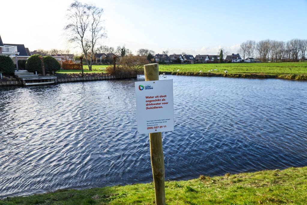 30 dode karpers uit vervuilde vijver gehaald gehaald
