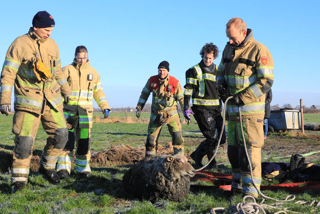 Wandelaars vinden bevroren schaap in sloot