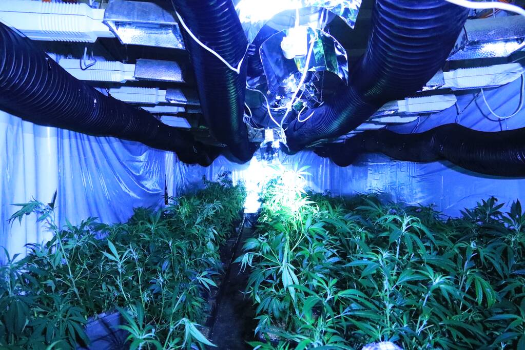 600 wietplanten gevonden in bedrijfspand (Bunschoten-Spakenburg)