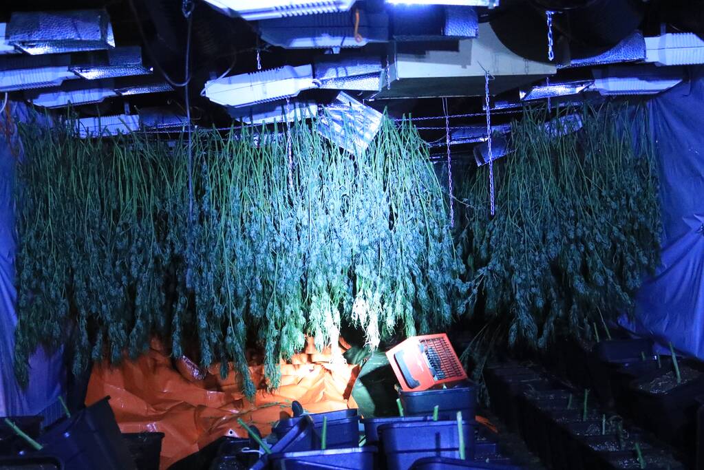 600 wietplanten gevonden in bedrijfspand (Bunschoten-Spakenburg)