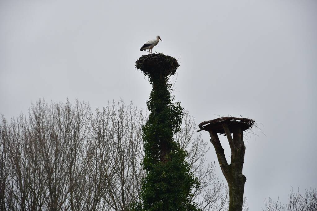 Ooievaar weer thuis op nest (Eemnes)