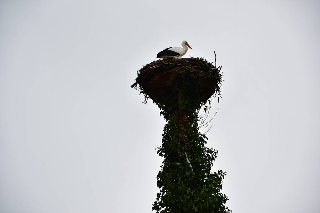 Ooievaar weer thuis op nest (Eemnes)