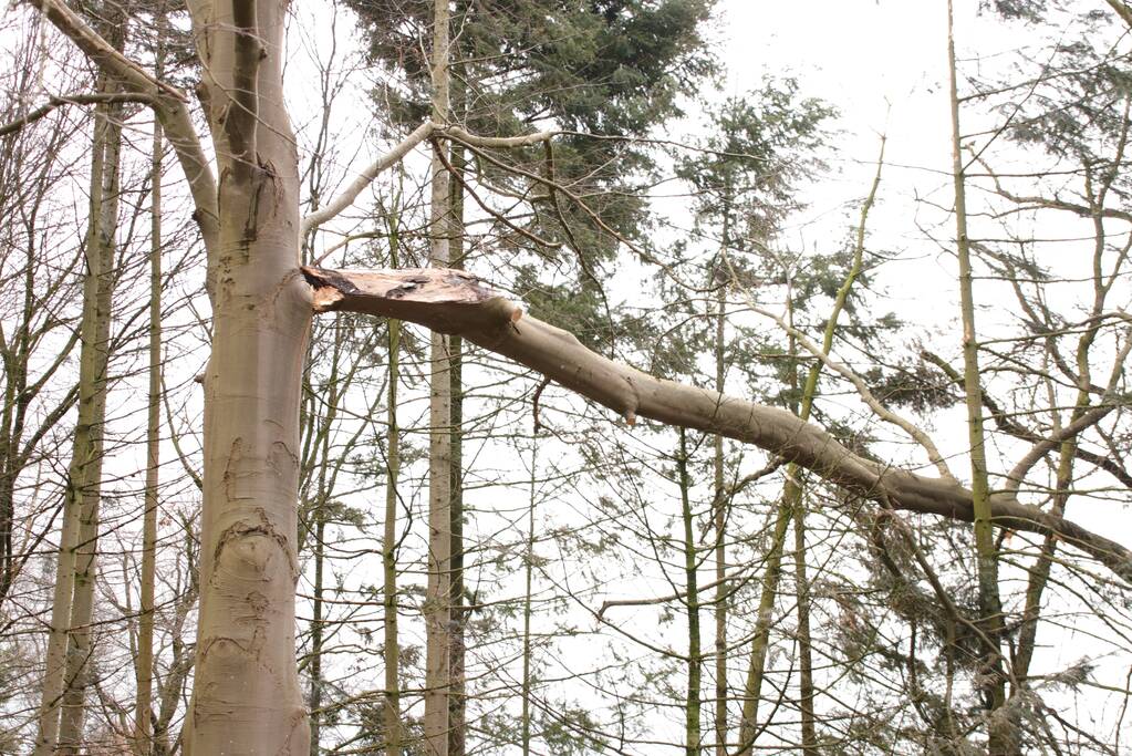 Hoogwerker weigert dienst om een grote boom met schade te vellen