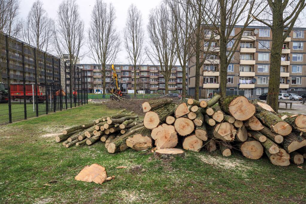 Bomenkap voor nieuwe speel- en ontmoetingsplekken