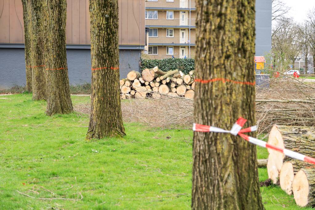 Bomenkap voor nieuwe speel- en ontmoetingsplekken