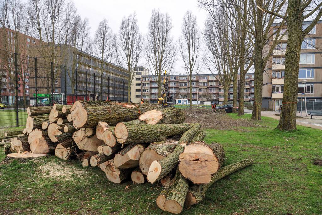 Bomenkap voor nieuwe speel- en ontmoetingsplekken