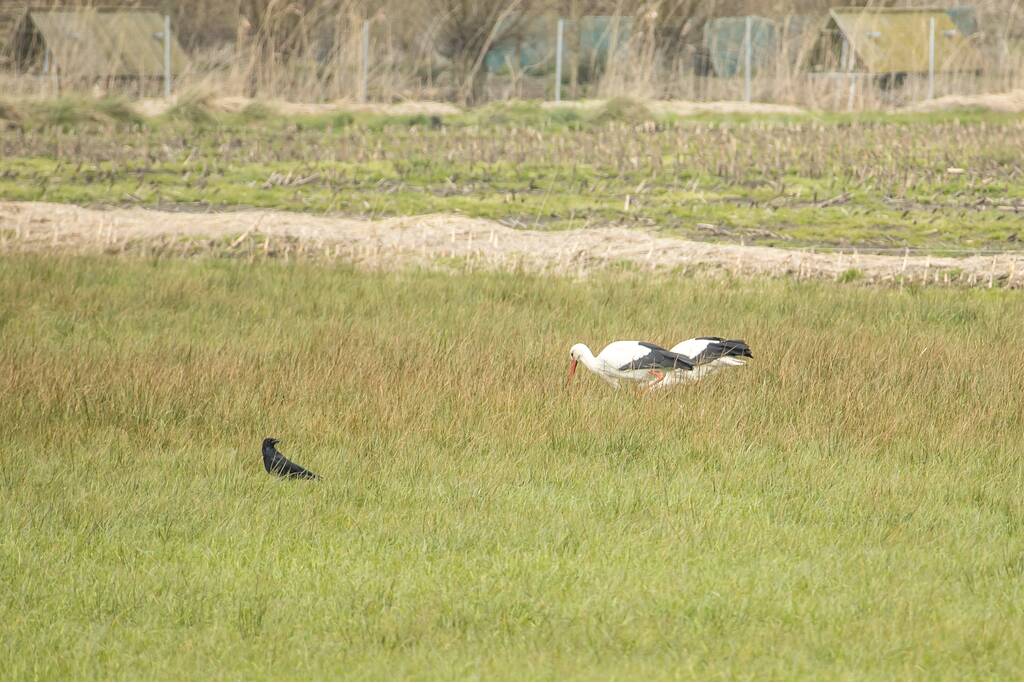 Ooiervaars werken weer aan uitbreiding op kunstwerk Uiverhoeve