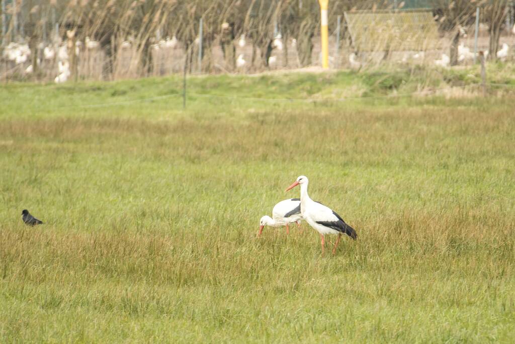 Ooiervaars werken weer aan uitbreiding op kunstwerk Uiverhoeve