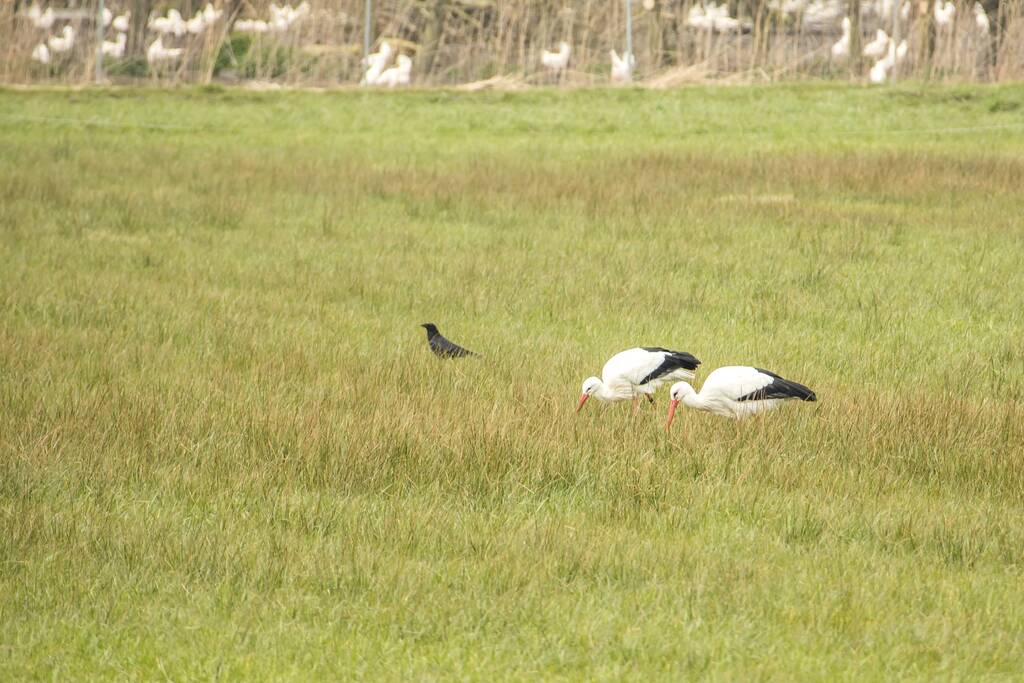 Ooiervaars werken weer aan uitbreiding op kunstwerk Uiverhoeve