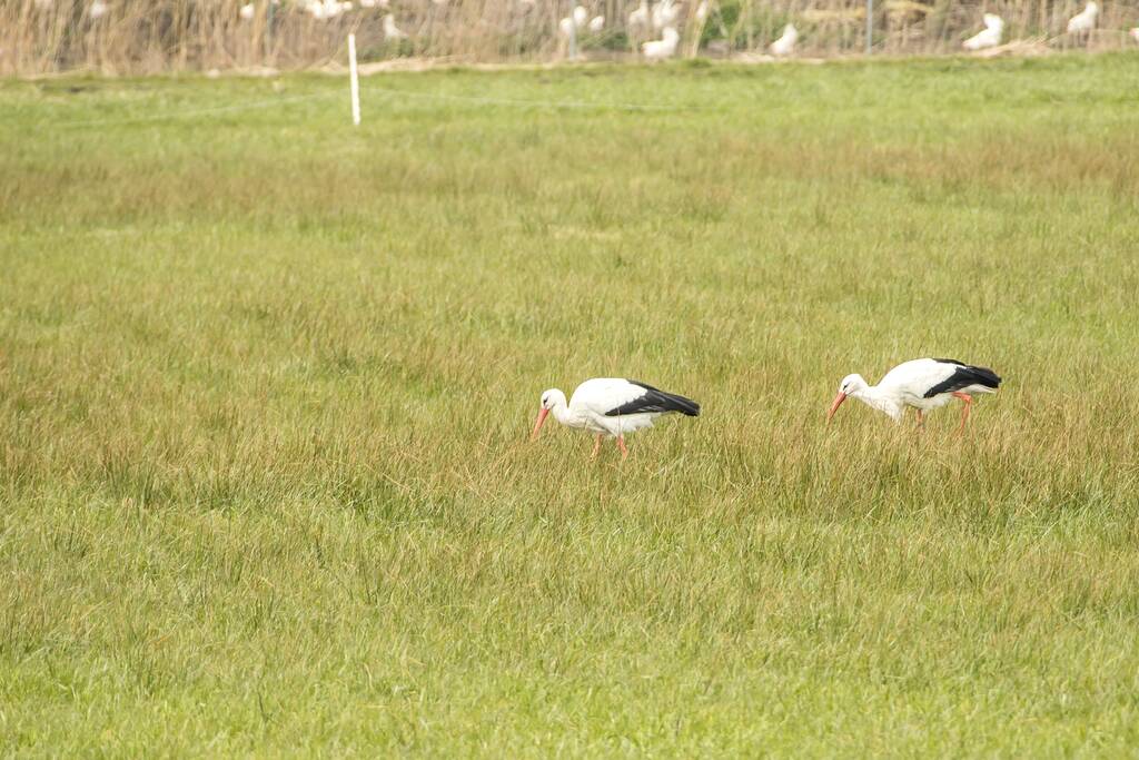 Ooiervaars werken weer aan uitbreiding op kunstwerk Uiverhoeve
