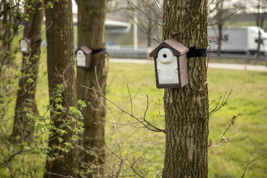 Wethouder opent proefgebied biologische bestrijding eikenprocessierups