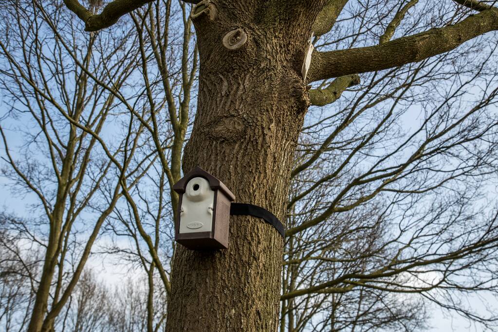 Wethouder opent proefgebied biologische bestrijding eikenprocessierups