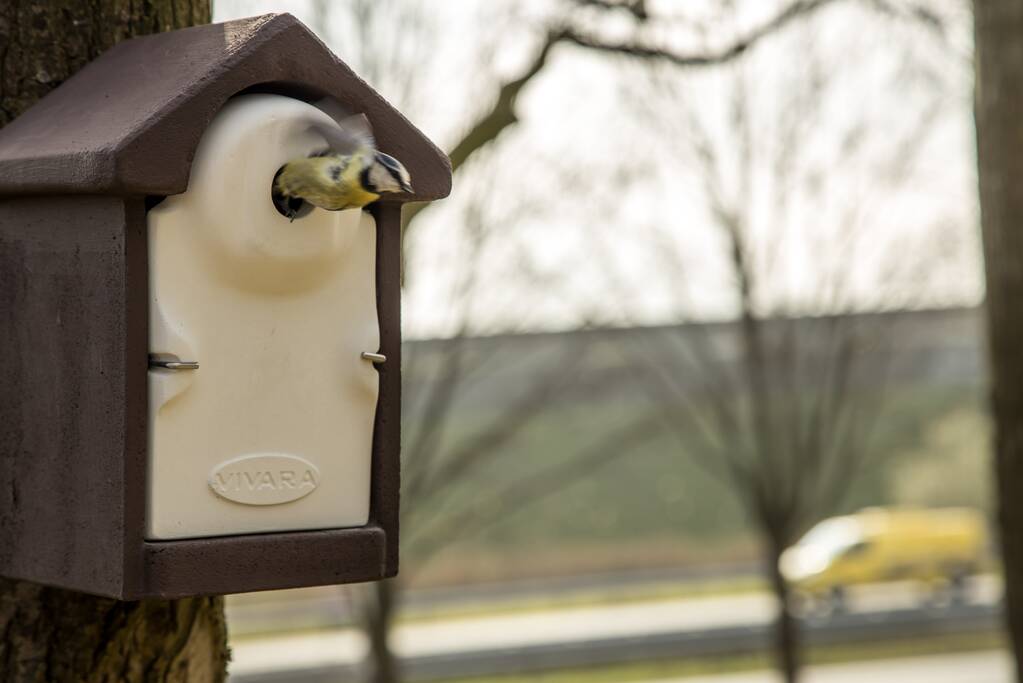 Wethouder opent proefgebied biologische bestrijding eikenprocessierups