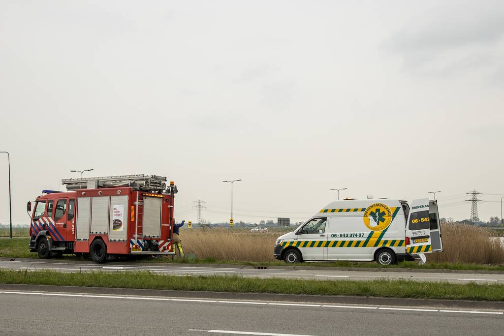 Aangereden zwaan laat zich niet vangen, Bunschoterstraat