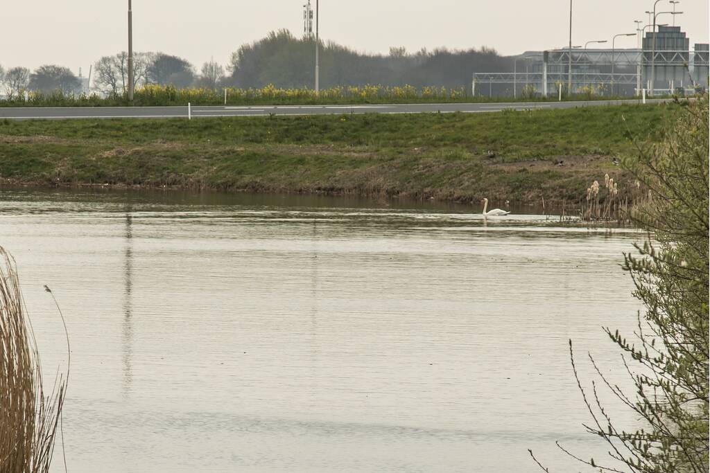 Aangereden zwaan laat zich niet vangen, Bunschoterstraat
