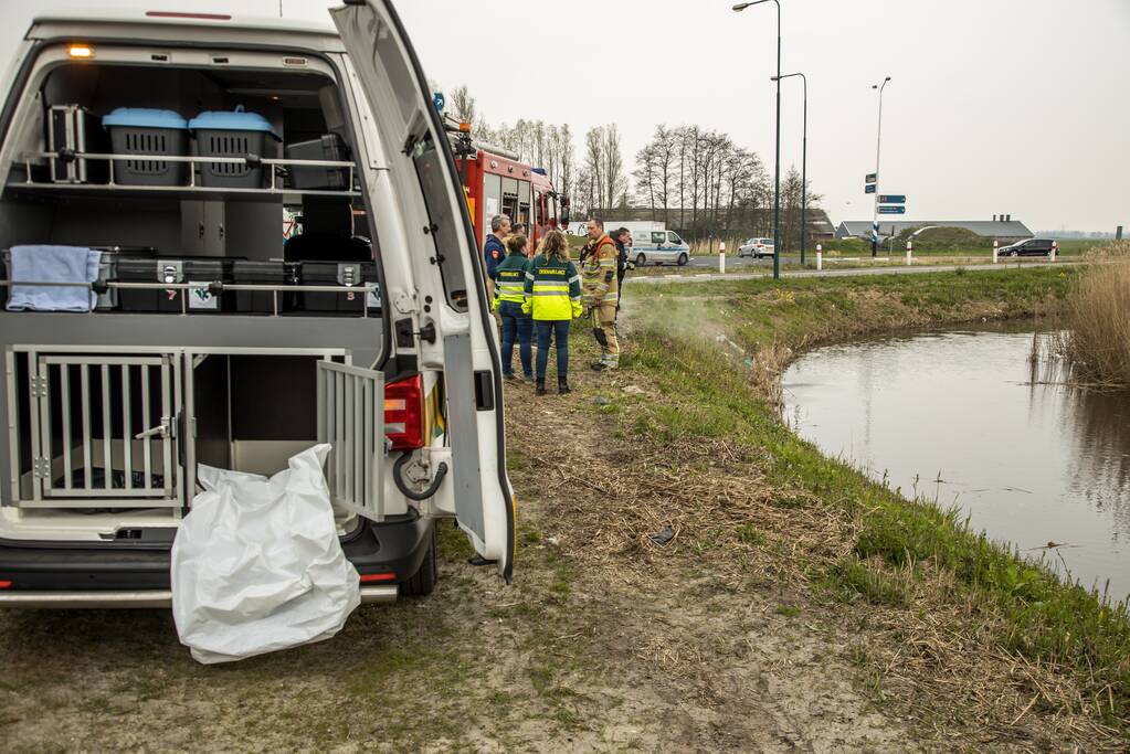 Aangereden zwaan laat zich niet vangen, Bunschoterstraat