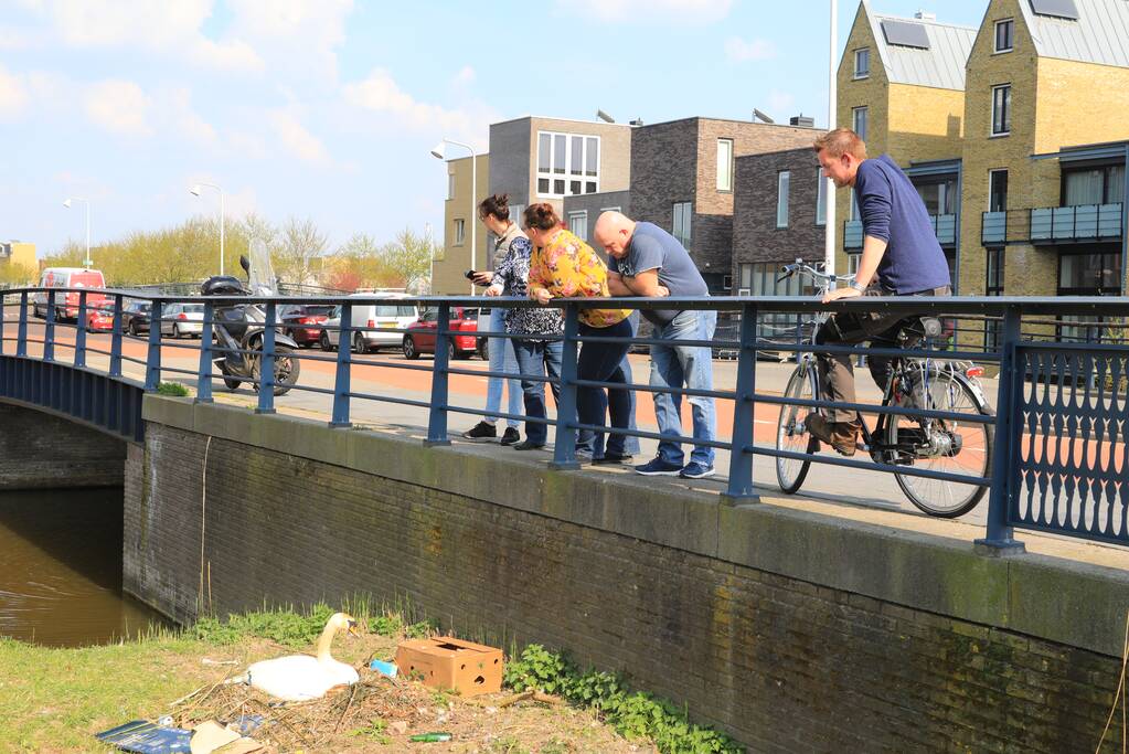 Broedende zwaan bekogeld