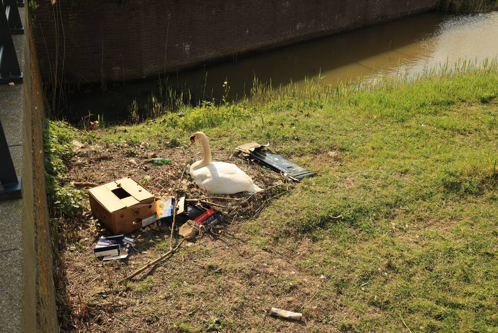 Broedende zwaan bekogeld