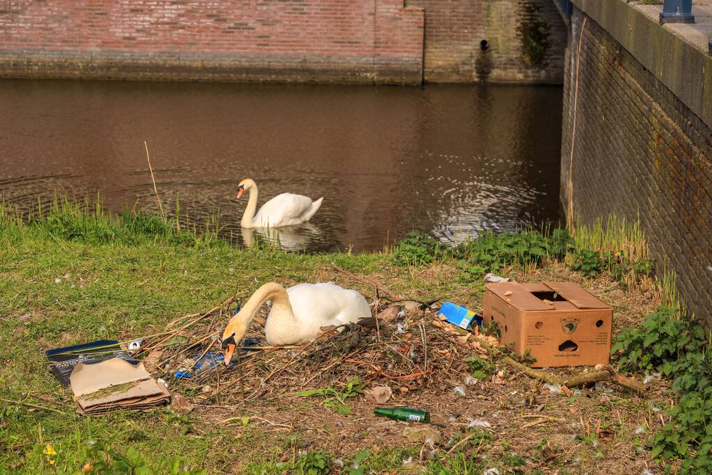 Broedende zwaan bekogeld