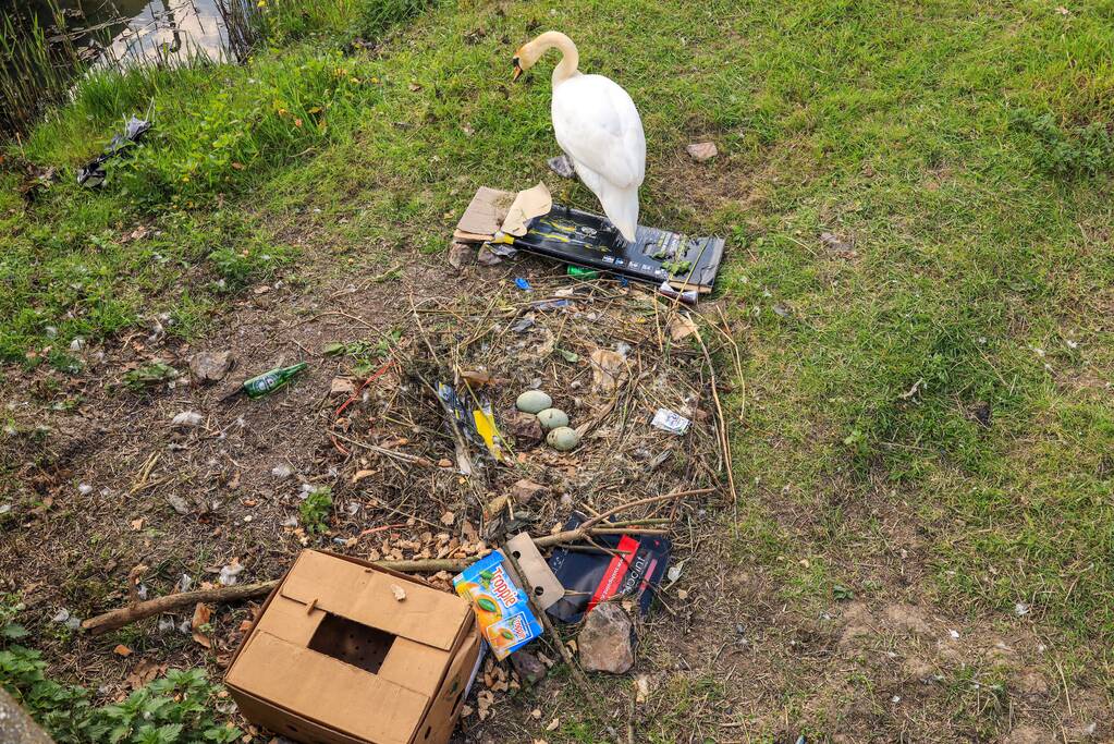 Broedende zwaan bekogeld