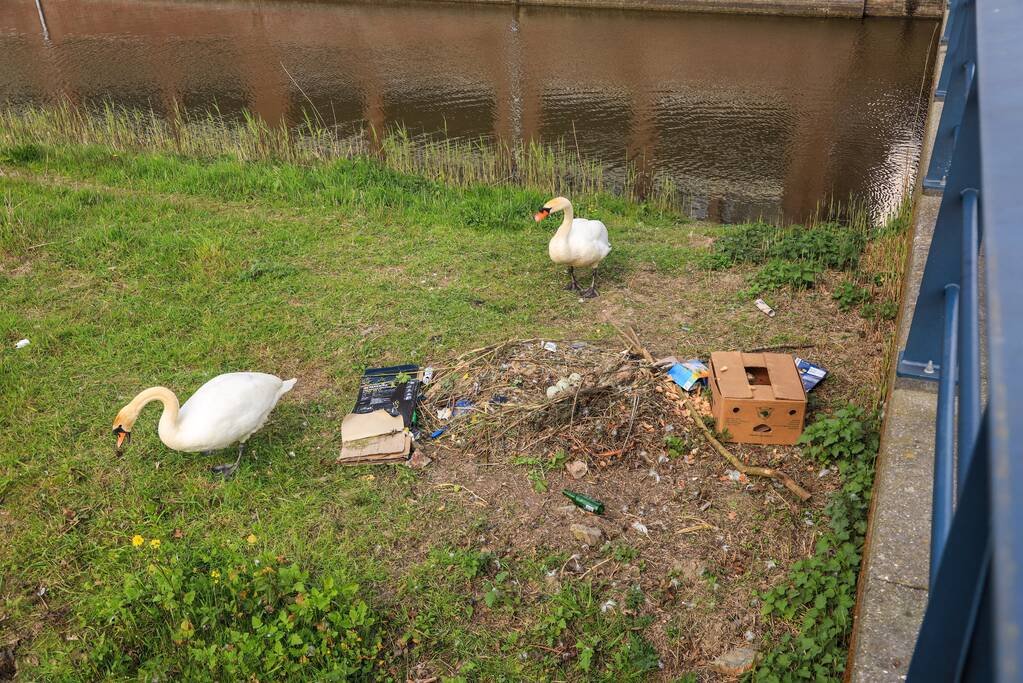 Broedende zwaan bekogeld