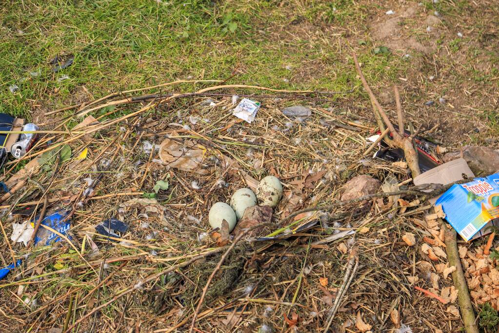 Broedende zwaan bekogeld