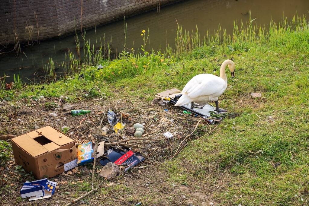 Broedende zwaan bekogeld