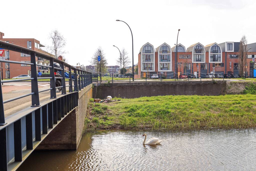 Broedende zwaan bekogeld