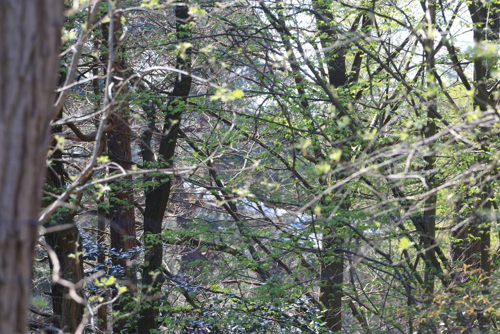 Neergestort vliegtuig hangt in boom