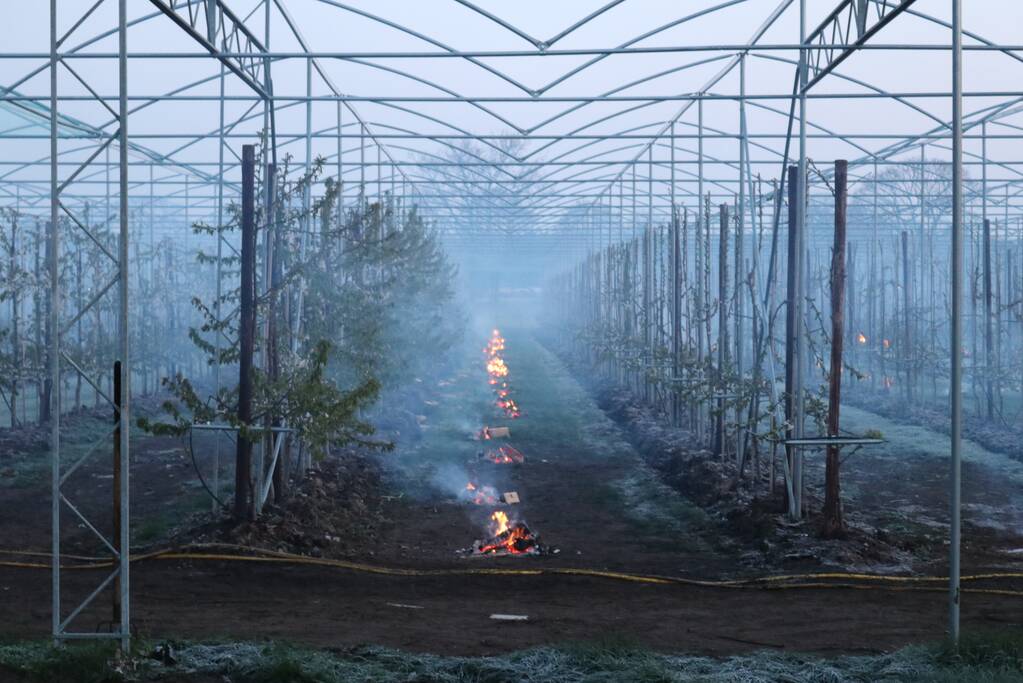 Kersenbomen roken zorgt voor flinke rookontwikkeling