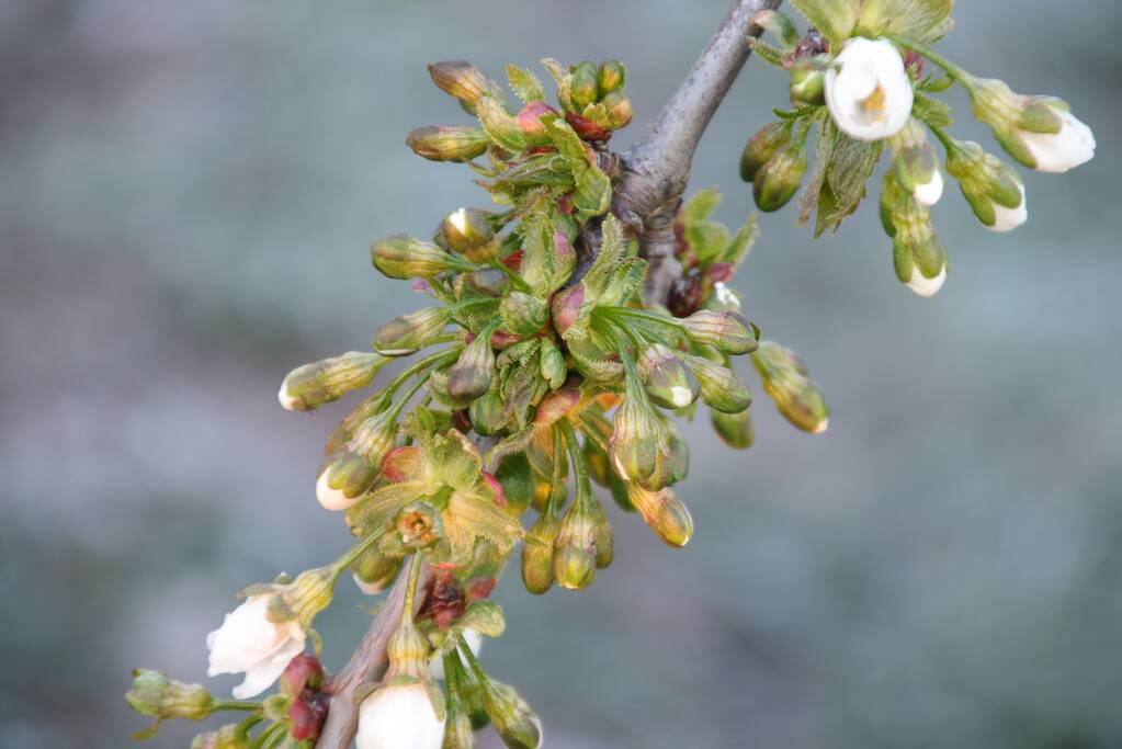 Kersenbomen roken zorgt voor flinke rookontwikkeling