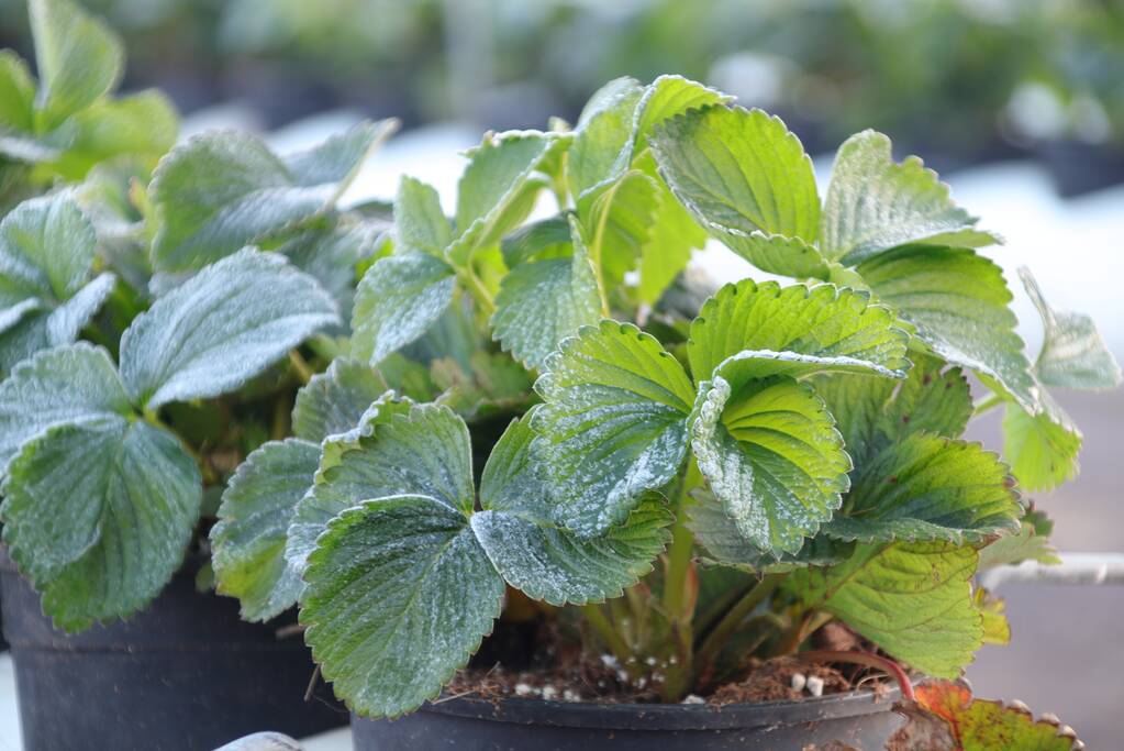Kersenbomen roken zorgt voor flinke rookontwikkeling