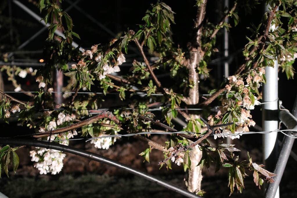 Nachtwerk voor fruitkwekers door vorst