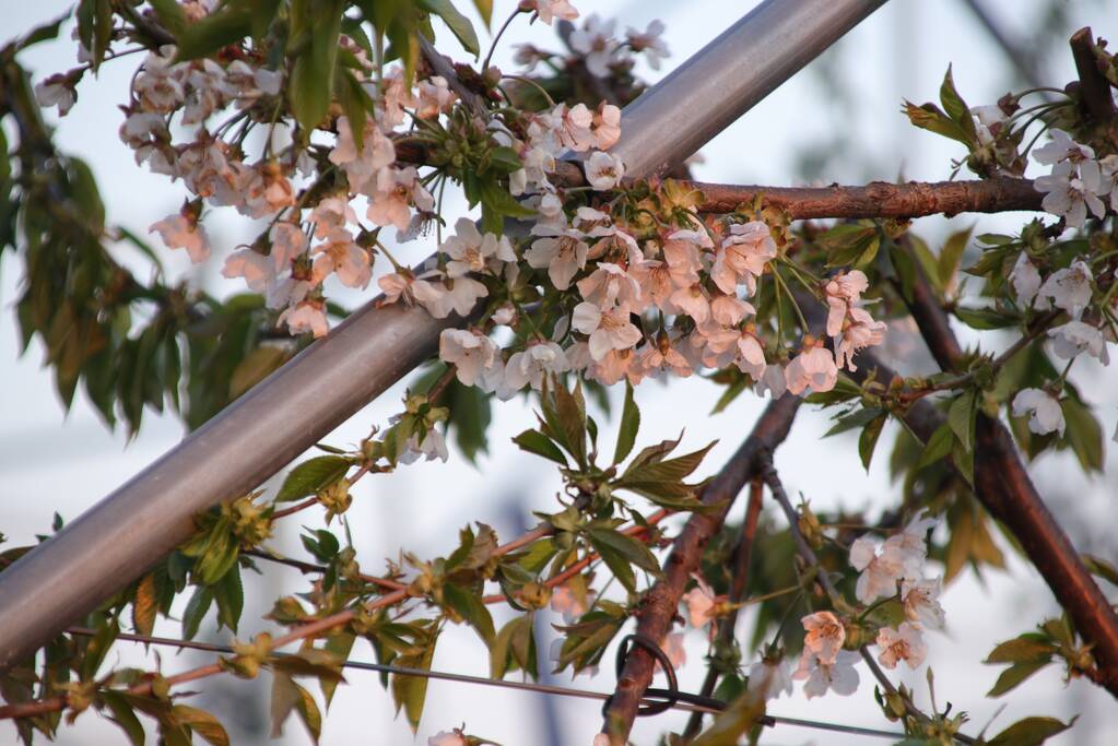 Nachtwerk voor fruitkwekers door vorst