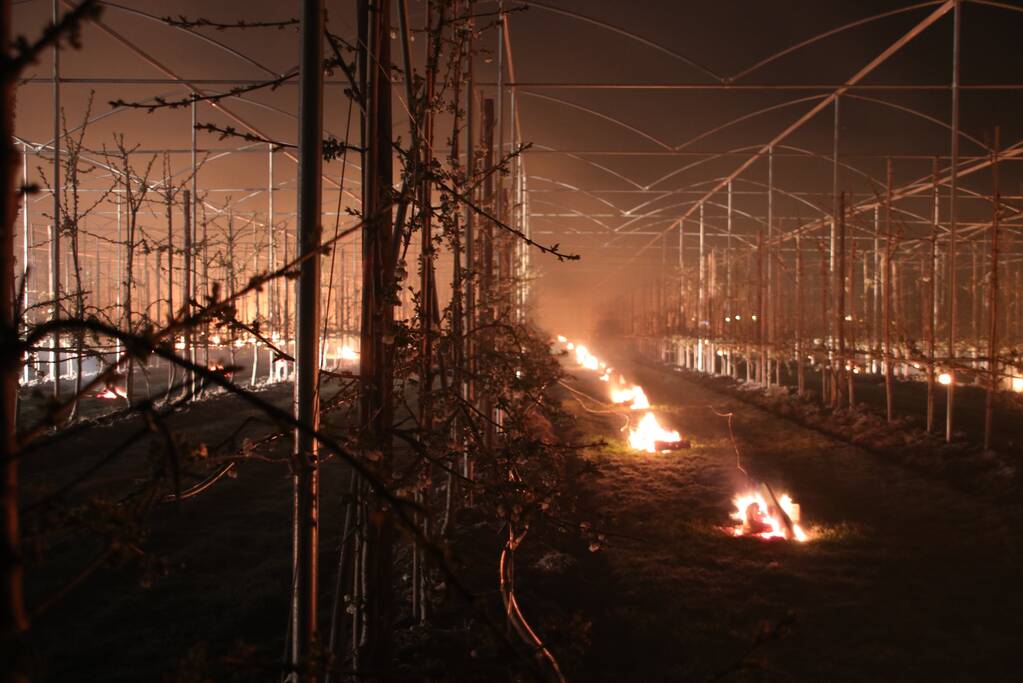 Nachtwerk voor fruitkwekers door vorst