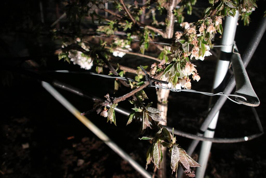 Nachtwerk voor fruitkwekers door vorst