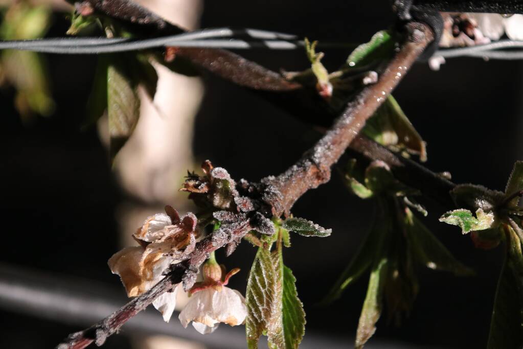 Nachtwerk voor fruitkwekers door vorst