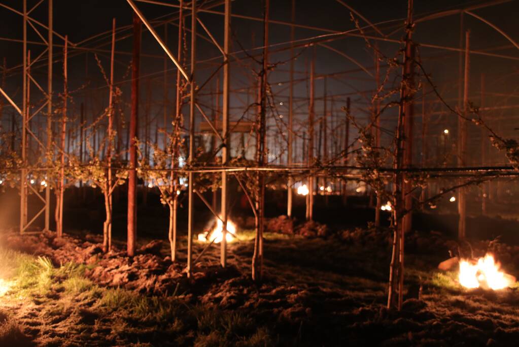 Nachtwerk voor fruitkwekers door vorst