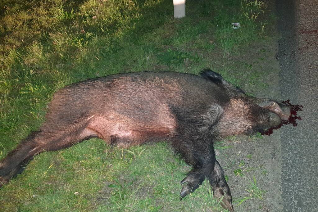 Wild zwijn doodgereden