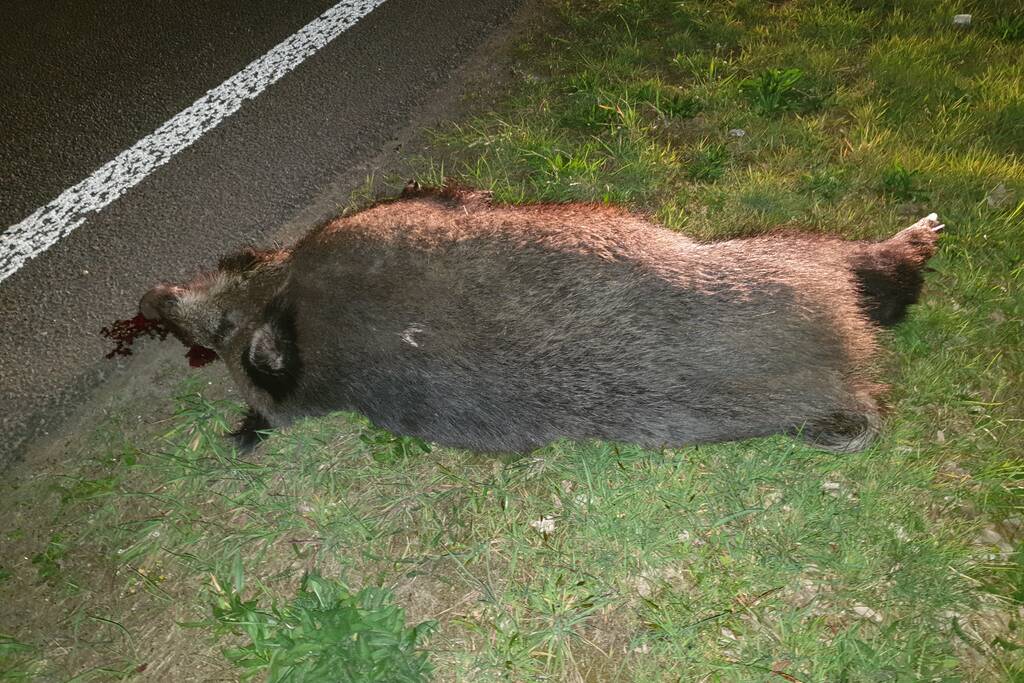Wild zwijn doodgereden
