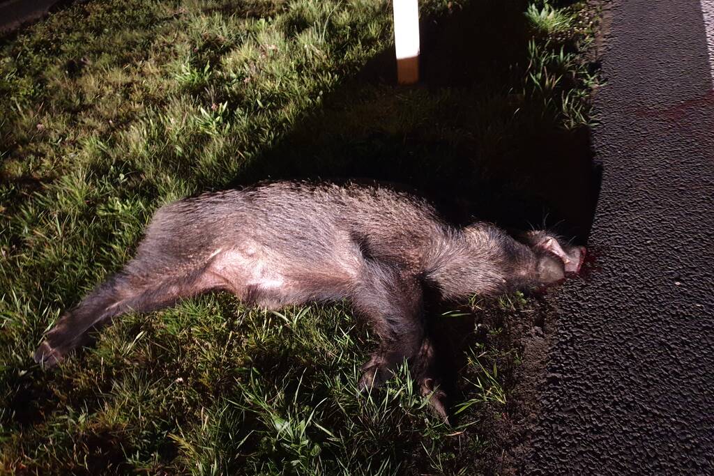 Wild zwijn doodgereden
