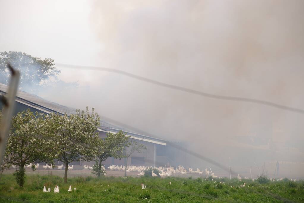 Grote kippenschuur met mogelijk 16.000 kippen in brand