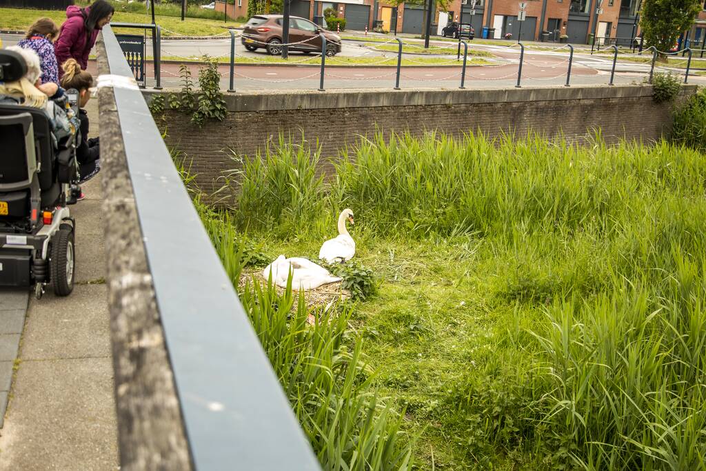 Eieren bekogelde zwanen uitgekomen