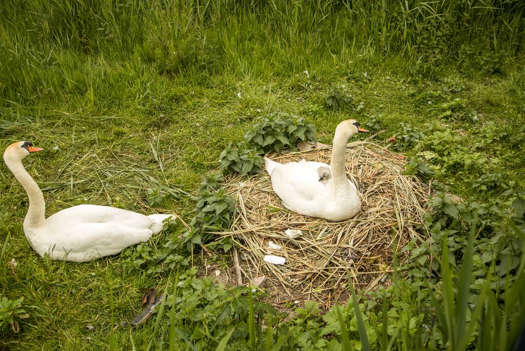 Eieren bekogelde zwanen uitgekomen