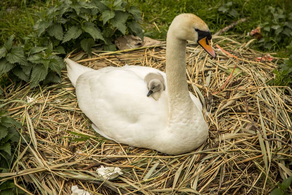 Eieren bekogelde zwanen uitgekomen