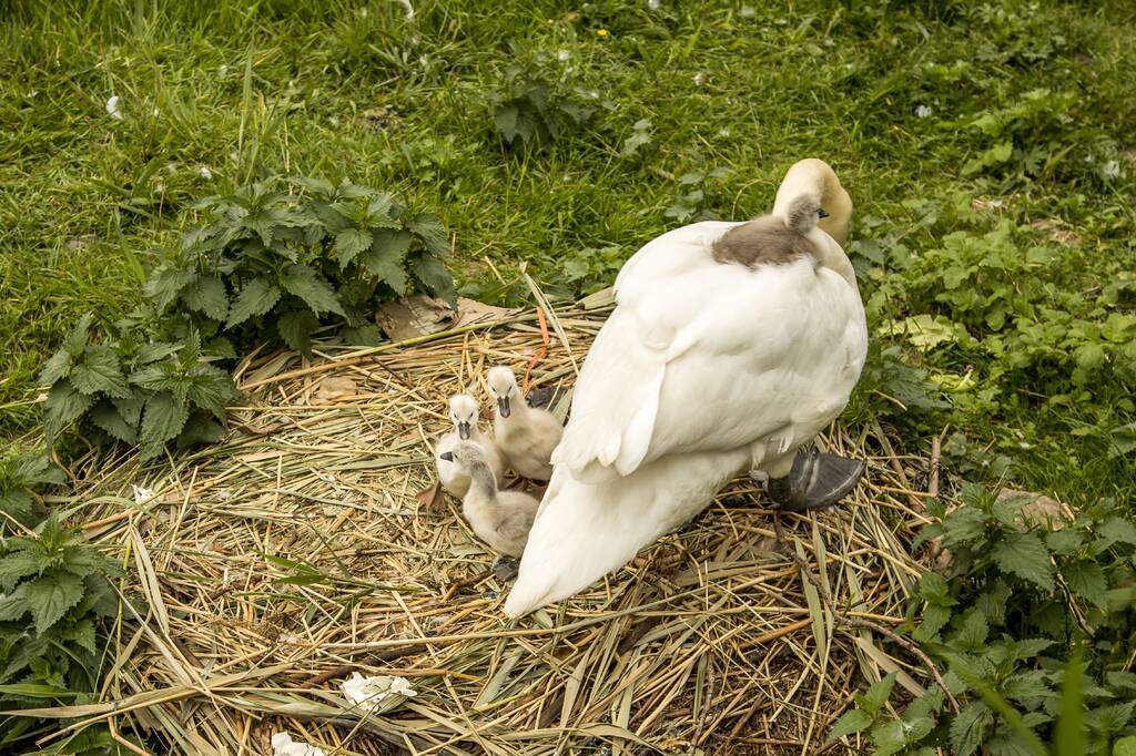 Eieren bekogelde zwanen uitgekomen