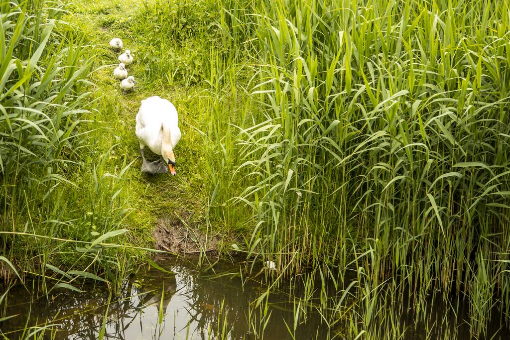 Eieren bekogelde zwanen uitgekomen