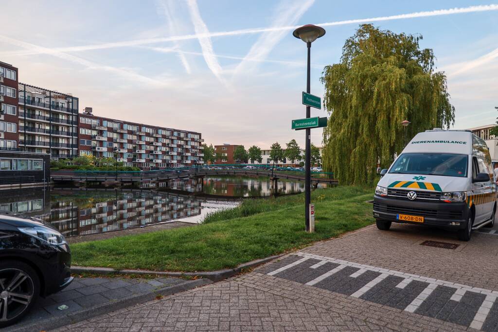 Dode meerkoet-moeder uit nest gehaald