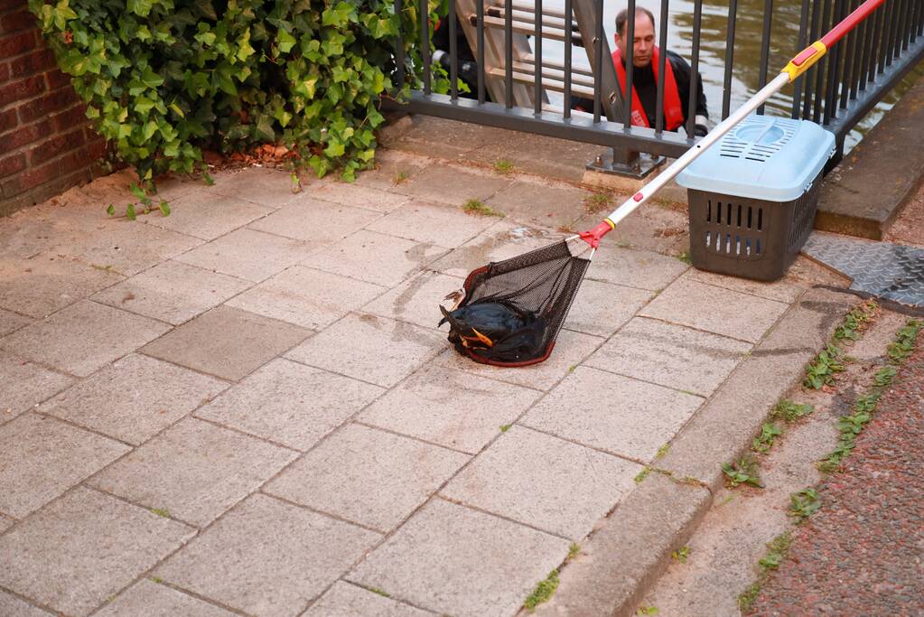 Dode meerkoet-moeder uit nest gehaald